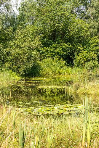 botanical garden in rucphen holland with pond and water lily