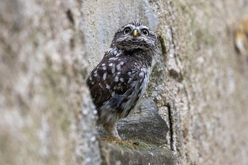 Curious little owl