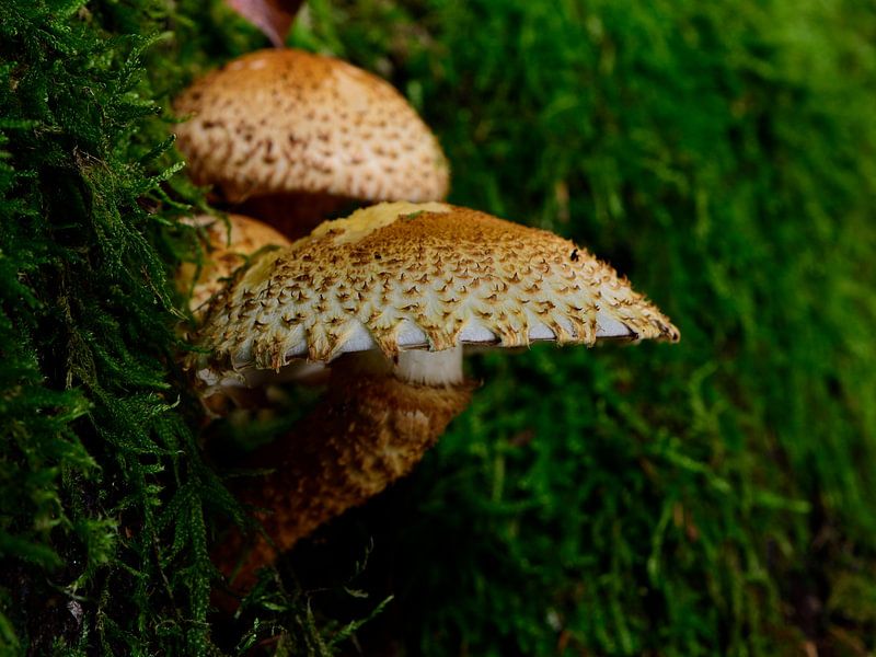 Ein Paar Pilze im Moos von Gerard de Zwaan