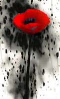 Dalmatinischer Mohn