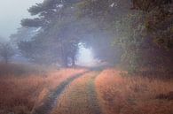 Zandweg kronkelt langs de bosrand door dichte mist op de Veluwe van Fotografiecor .nl thumbnail