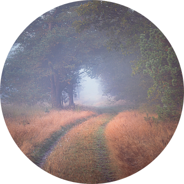 Zandweg kronkelt langs de bosrand door dichte mist op de Veluwe