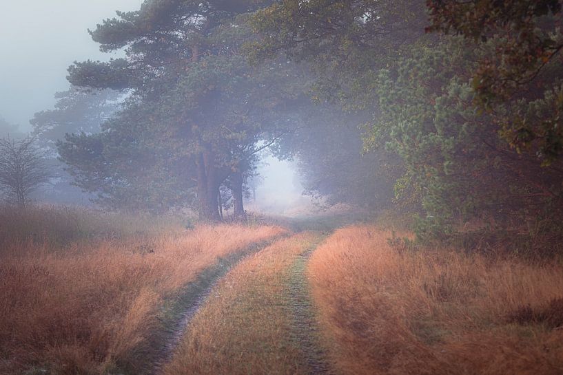 Zandweg kronkelt langs de bosrand door dichte mist op de Veluwe van Fotografiecor .nl