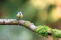 Cheerful Blue Tit on a Mossy Branch