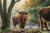 Schotse Hooglanders in de natuur van Bas Fransen thumbnail
