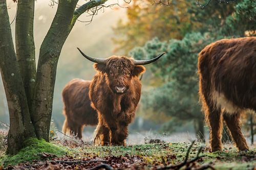 Scottish Highlanders in nature