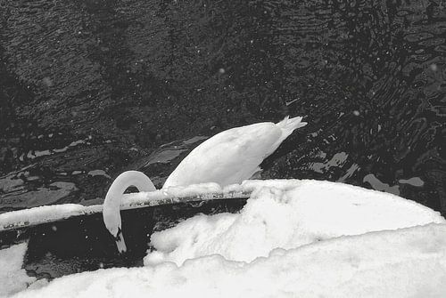 Cygne en hiver