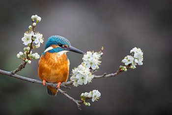 Ijsvogel in de bloesem