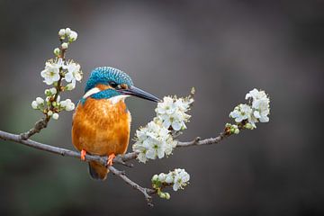 Ijsvogel in de bloesem van Walter Roost