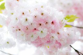 Lentebloesem by Ineke Timmermans