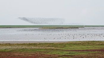 Zwarte Zon in de Waddenzee