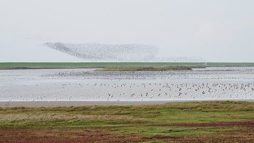 Schwarze Sonne im Wattenmeer