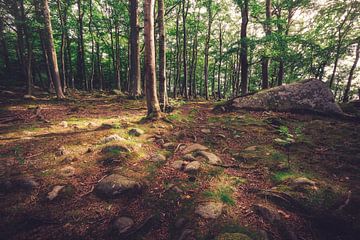 La forêt en Suède sur Skyze Photography by André Stein