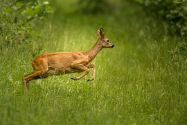 Springende ree in het gras.
