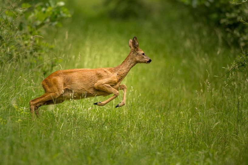 Springender Hirsch im Gras. von Erik de Rijk
