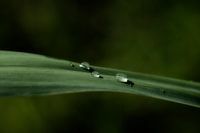 Gouttes sur les feuilles vertes