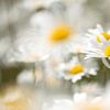 La marguerite, symbole de la commémoration de la première guerre mondiale en Belgique sur Gerry van Roosmalen