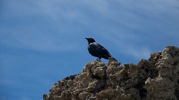 Jackdaw on rocks at Mono Lake, California by Bart van Wijk Grobben