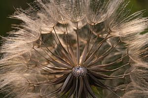 Pusteblume