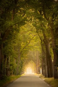 Drenthe Straße mit Bäumen und Nebel von KB Design & Photography (Karen Brouwer)