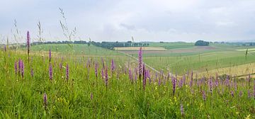 Calcareous Grassland with Fragrant Orchid - Gymnadenia conopsea by Mark Meijrink
