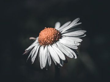 marguerite solitaire sur barbara pellegrini