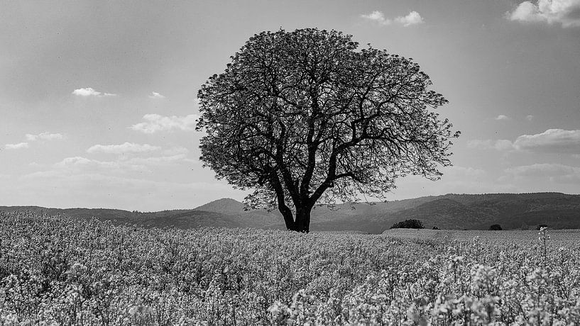 Baum im Rapsfeld | Südpfalz von Flatfield
