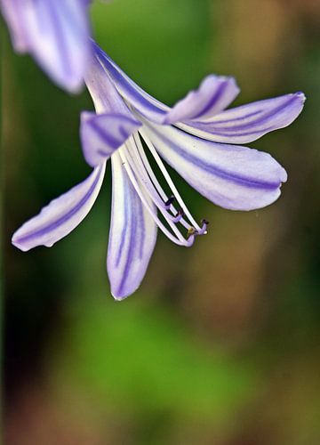 een blauwe Afrikaanse Juweellelie bloem
