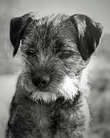 portrait of a border terrier in black and white