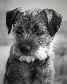 portrait of a border terrier in black and white by Monki's foto shop