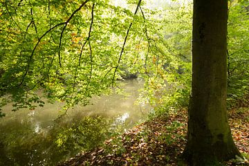Het herfstige blad van een beukenboom weerspiegeld in het water van de Kromme Rijn