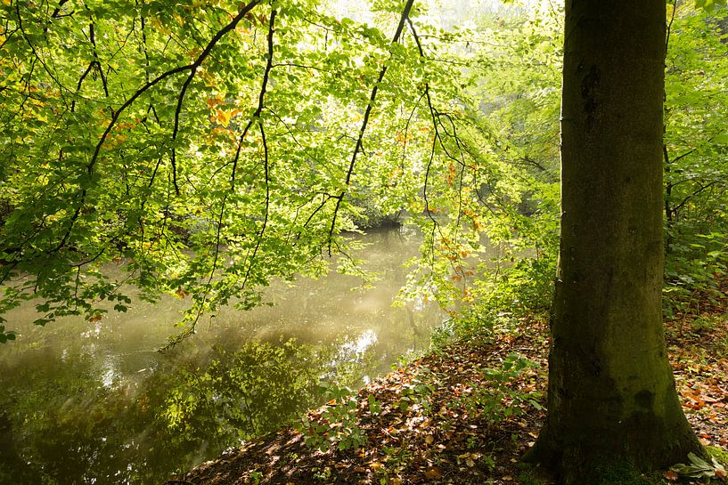 Het herfstige blad van een beukenboom weerspiegeld in het water van de Kromme Rijn van Marijke van Eijkeren