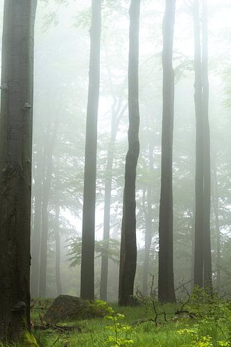Mystiek nevelwoud in het Jizeragebergte