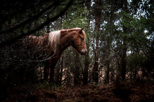 Paard in een Betoverend Boslandschap