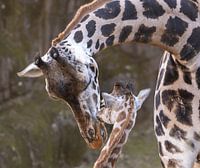 Maternal Love: An Intimate Moment between Giraffes