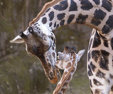 Maternal Love: An Intimate Moment between Giraffes by Triki Photography
