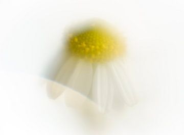 Een close-up van een kamille bloem, soft focus. Geel, zomer, vrolijk, bruiloft, sprookje. van John Quendag