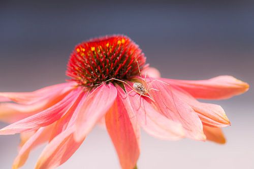 spider on echinacea