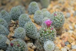 Cactus with Pink Flowers in Rocky Desert Garden by Minimalistic Travel Photography by.Rieneke