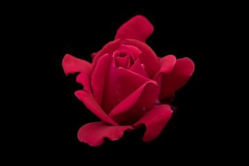 rode roos op zwarte achtergrond van Ribbi