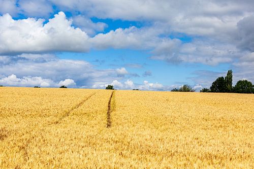  Gold-yellow grainfield with tractor track on the Gulperberg
