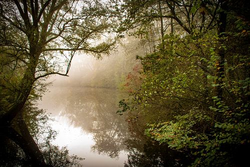Autumn in the forest