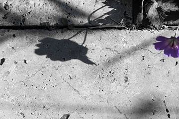 Schatten im Garten mit 1 Farbe von Annelies Huijzer