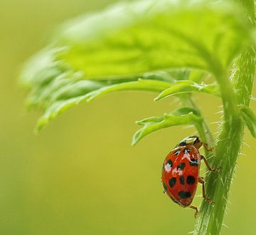 Lieveheersbeestje by Bob Bleeker