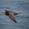 The Southern giant petrel flying close by by Frank's Awesome Travels