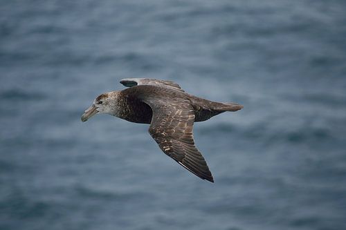 De zuidelijke reuzenstormvogel vliegt dichtbij