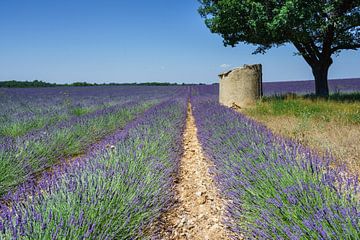 Lavendel Haute Provence Frankrijk van Mario Brussé Fotografie