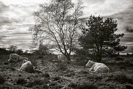 Wilde Rinder, Hoorneboegse Heide, Hilversum von André Bouterse