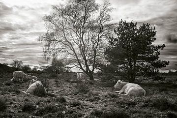 Wilde runderen, Hoorneboegse heide, Hilversum van André Bouterse