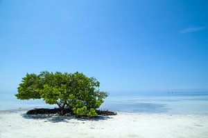 FLORIDA KEYS Einsamer Baum von Melanie Viola